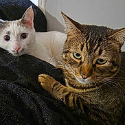 Snow participe au concours pour gagner de l'argent avec cette photo : cat, two_cats, white_cat, tabby_cat, pets, animal, feline, fur, cozy, blanket, indoor, domestic_animal, resting, cute, closeup, whiskers, ears, eyes, black_blanket, wall