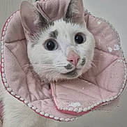 Snow participe au concours pour gagner de l'argent avec cette photo : bed, cat, close_up, cone, curious, e_collar, feline, indoor, kitten, message_text, nose, pet, phone_interface, pink_collar, portrait, screenshot_ui, soft_fabric, timestamp, whiskers, wide_eyes