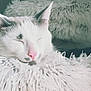 Snow participe au concours pour gagner de l'argent avec cette photo : cat, sleeping, fluffy, white_cat, pink_nose, gray_patches, cozy, cushion, indoor, pet, relaxed, fur, closeup, resting, cute, adorable, soft_texture, home, quiet, peaceful