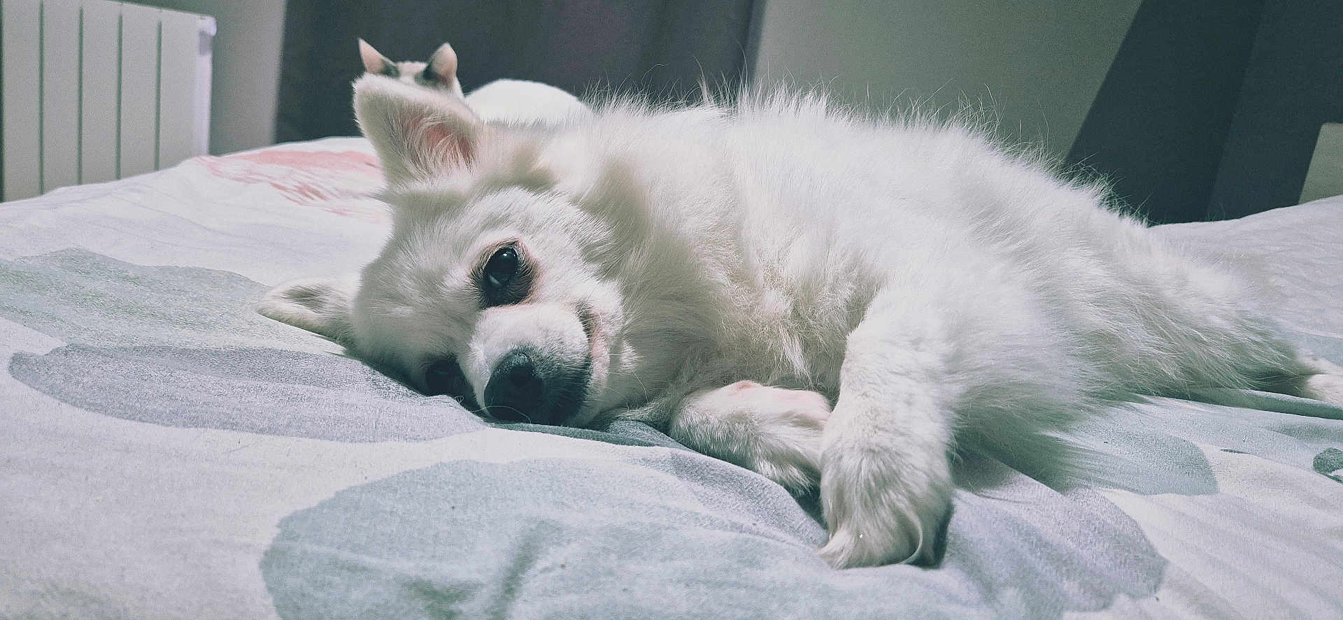 Kyra participe au concours pour gagner de l'argent avec cette photo : dog, white_dog, cat, bed, blanket, indoor, pet, sleeping, relaxed, fur, animal, cozy, cute, resting, household, domestic, feline, canine, companion, background