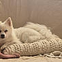 dog, white_dog, fluffy, pillow, blanket, beige_background, cozy, indoor, pet, relaxed, lying_down, fur, cute, animal, resting, comfort, texture, sleepy, home, soft