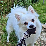 Kyra participe au concours pour gagner de l'argent avec cette photo : dog, white_dog, toy, outdoor, grass, pebble_path, playful, pet, fence, leafy_background, animal, cute, small_dog, fur, ears, mouth, eyes, tail, nature, daylight