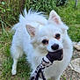 dog, white_dog, toy, outdoor, grass, pebble_path, playful, pet, fence, leafy_background, animal, cute, small_dog, fur, ears, mouth, eyes, tail, nature, daylight