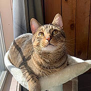 Spoons is registered to the contest to win money with this photo: animal, cat, closeup, comfortable, cozy, curtain, domestic, feline, fur, indoor, perch, pet, relaxed, resting, soft, sunlight, tabby, whiskers, window, wooden_wall