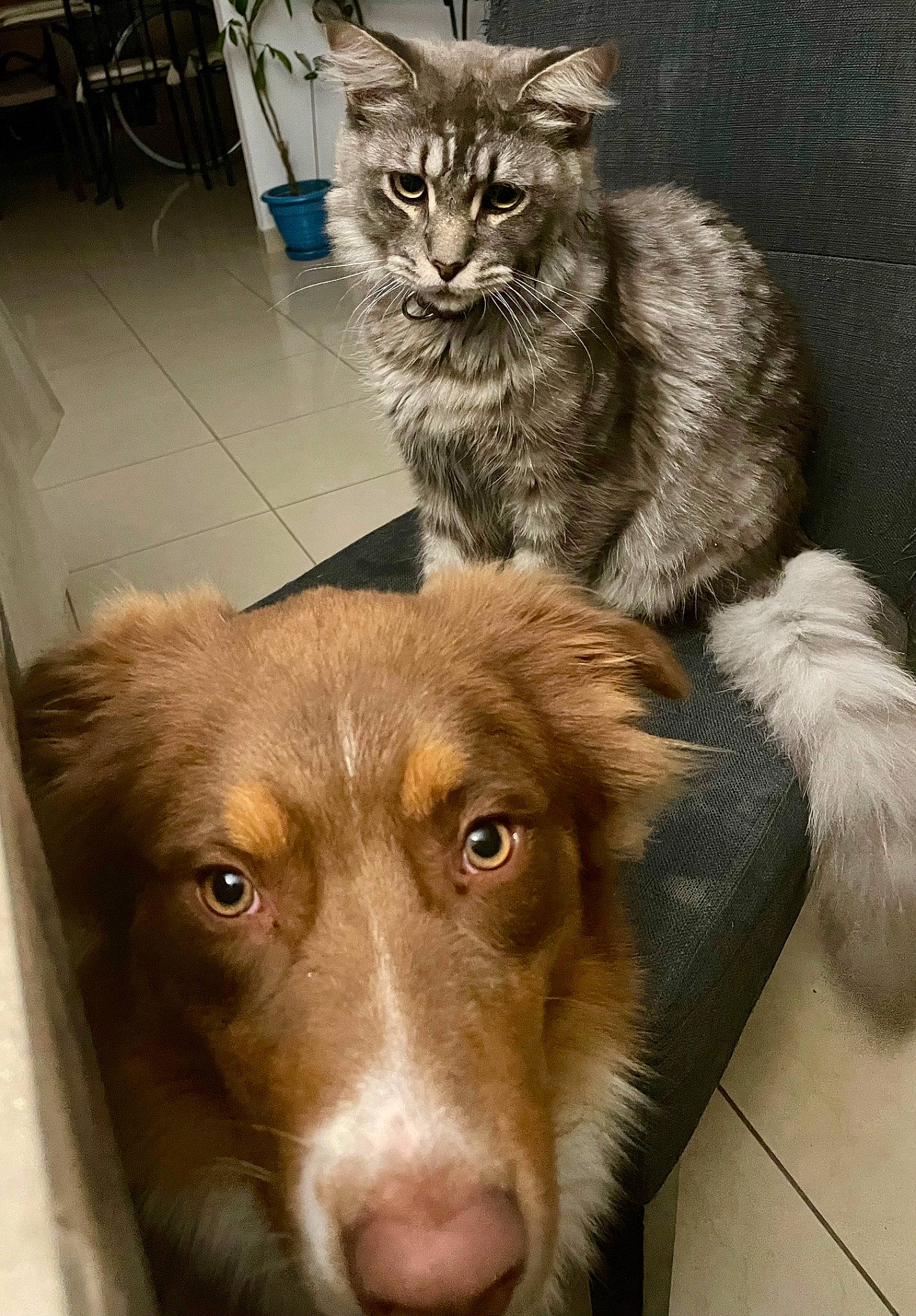 Teepee a rejoint le concours — aidez-le/la à gagner de superbes lots ! carnivore, cat, claw, companion_dog, dog, dog_breed, domestic_short_haired_cat, ear, fawn, felidae, fur, liver, small_to_medium_sized_cats, snout, sporting_group, tail, terrestrial_animal, whiskers, wood, working_animal