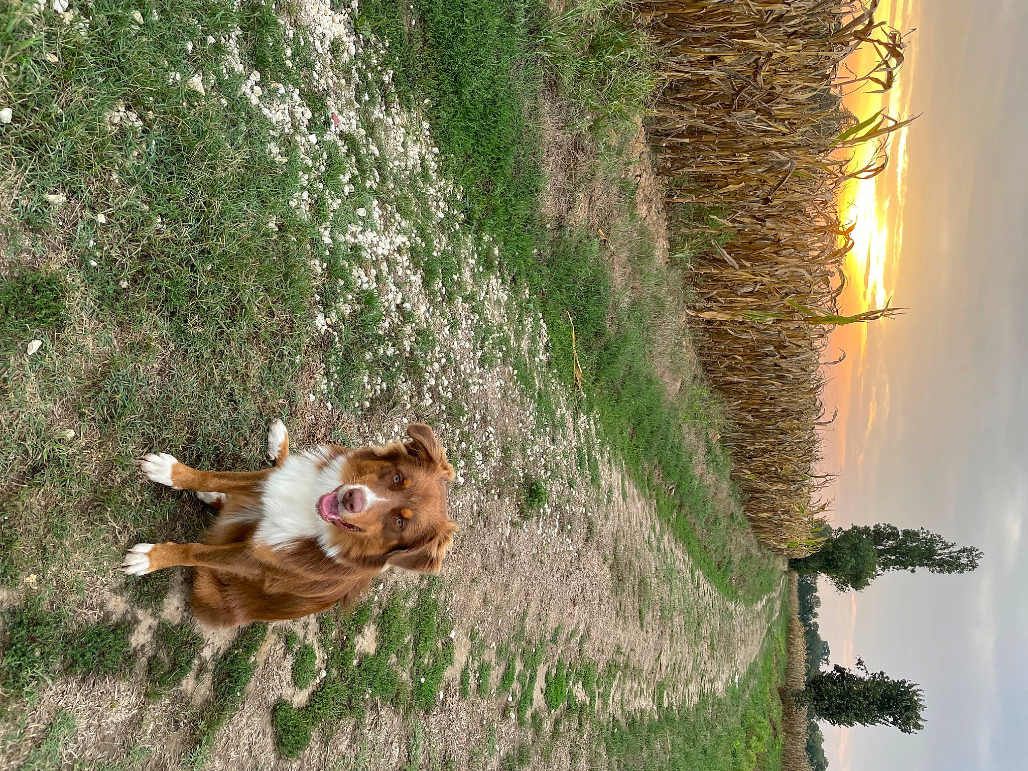 Teepee participe au concours pour gagner de l'argent avec cette photo : canidae, carnivore, companion_dog, dog, dog_breed, fawn, grass, palm_tree, pasture, plant, sky, sporting_group, tail, terrestrial_animal, tree, trunk, twig, wildlife, wood, working_animal