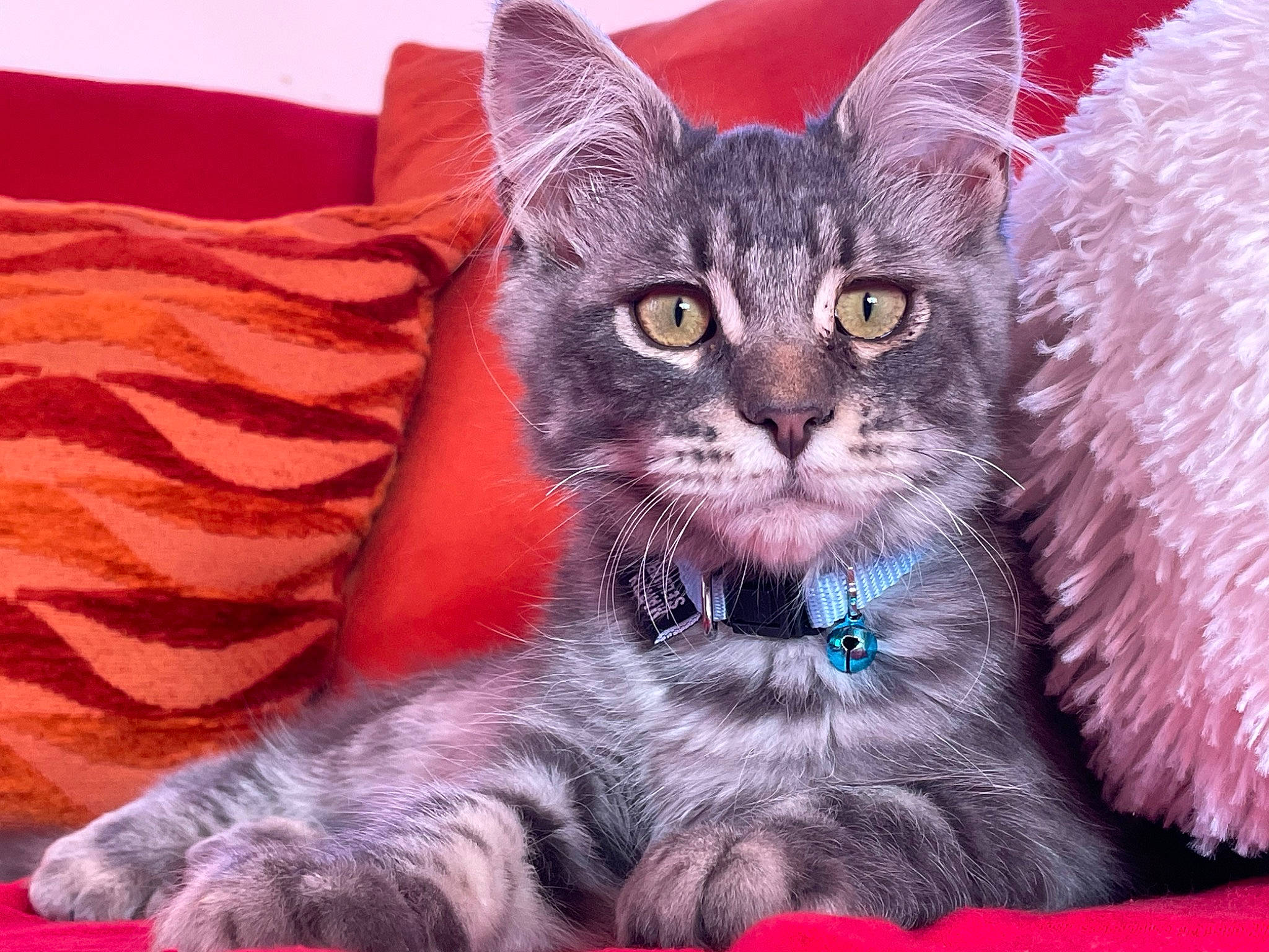 Simba participe au concours pour gagner de l'argent avec cette photo : carnivore, cat, cat_supply, claw, comfort, domestic_short_haired_cat, electric_blue, felidae, fur, linens, magenta, paw, small_to_medium_sized_cats, snout, tail, whiskers, window