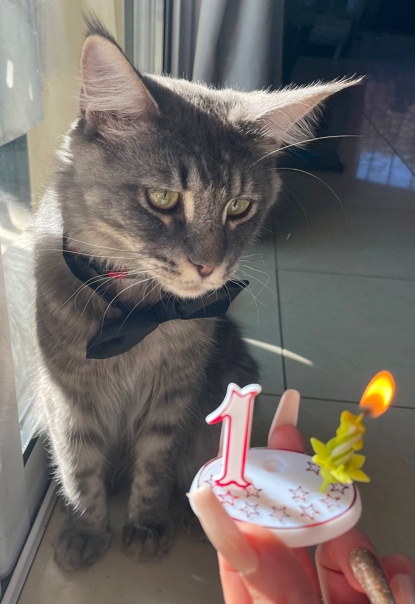 Simba a rejoint le concours — aidez-le/la à gagner de superbes lots ! box, carnivore, cat, cat_supply, claw, domestic_short_haired_cat, drinking, felidae, fur, nail, paw, sitting, small_to_medium_sized_cats, tail, toy, vertebrate, whiskers, window