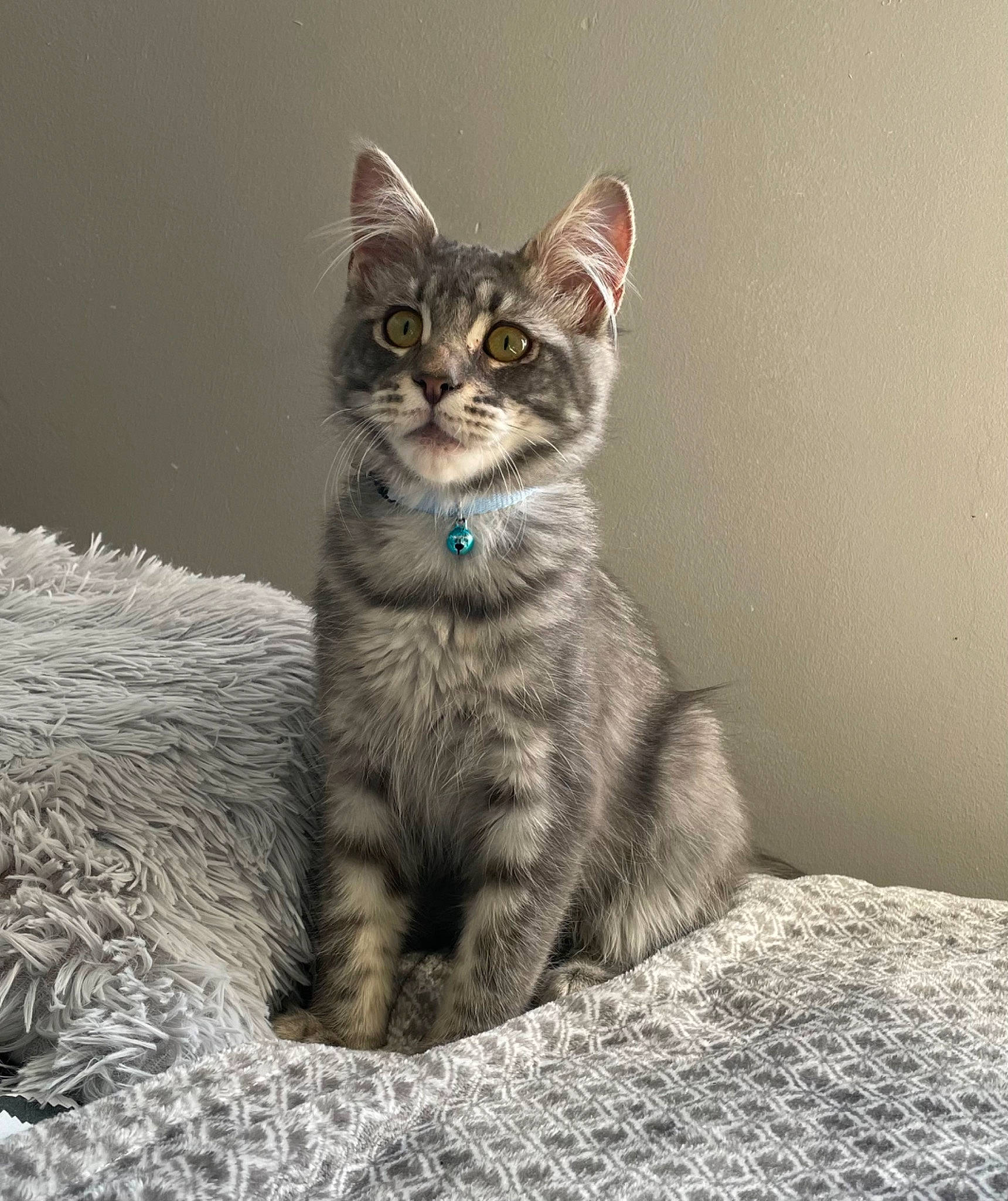 Simba participe au concours pour gagner de l'argent avec cette photo : carnivore, cat, claw, comfort, domestic_short_haired_cat, felidae, fur, grey, paw, sitting, small_to_medium_sized_cats, snout, tail, terrestrial_animal, whiskers