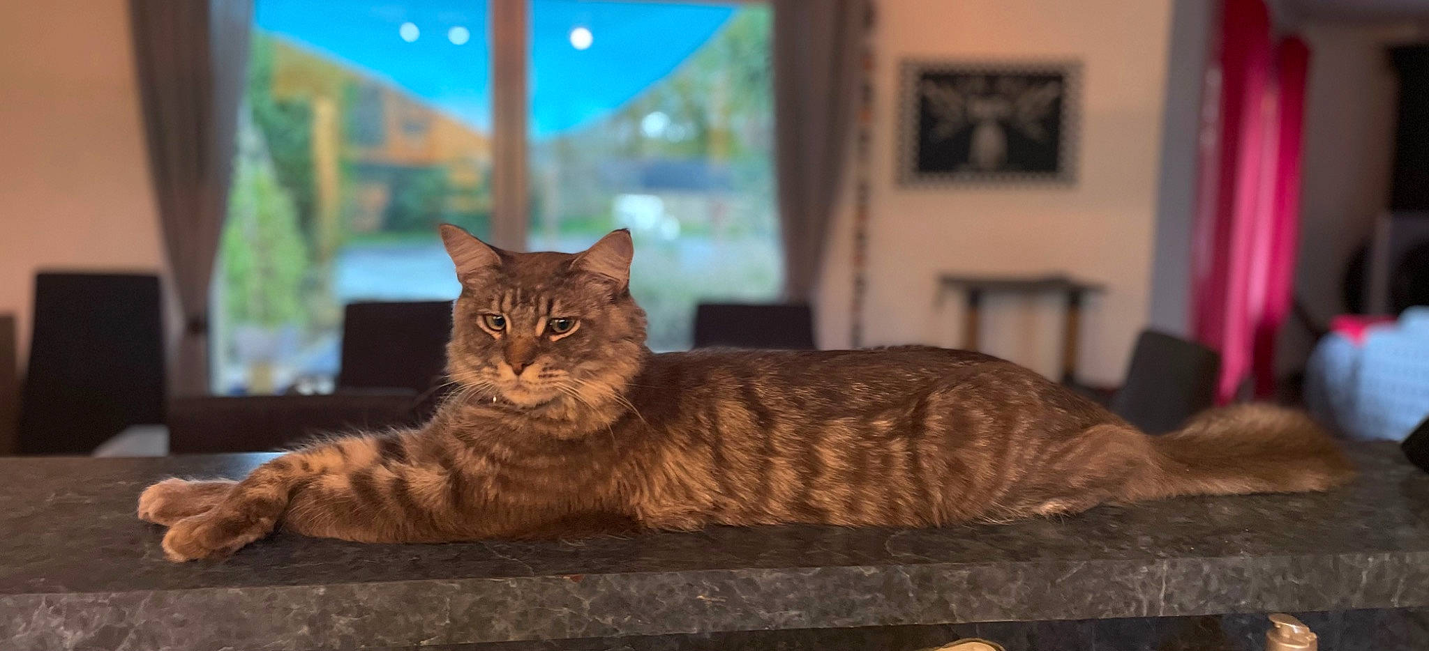 Simba a rejoint le concours — aidez-le/la à gagner de superbes lots ! carnivore, cat, comfort, domestic_short_haired_cat, eye, fawn, felidae, flooring, fur, picture_frame, plant, sitting, small_to_medium_sized_cats, snout, tail, terrestrial_animal, tree, whiskers, window, wood