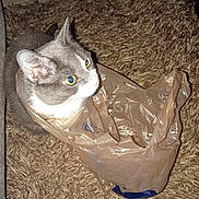 Gracie joined the competition — help win amazing prizes! cat, feline, gray_and_white, pet, animal, sitting, inside_bag, shopping_bag, plastic_bag, wide_eyes, yellow_eyes, whiskers, ears, fur, indoor, carpet, tile_floor, closeup, flash_photography, funny_pose
