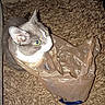 cat, feline, gray_and_white, pet, animal, sitting, inside_bag, shopping_bag, plastic_bag, wide_eyes, yellow_eyes, whiskers, ears, fur, indoor, carpet, tile_floor, closeup, flash_photography, funny_pose