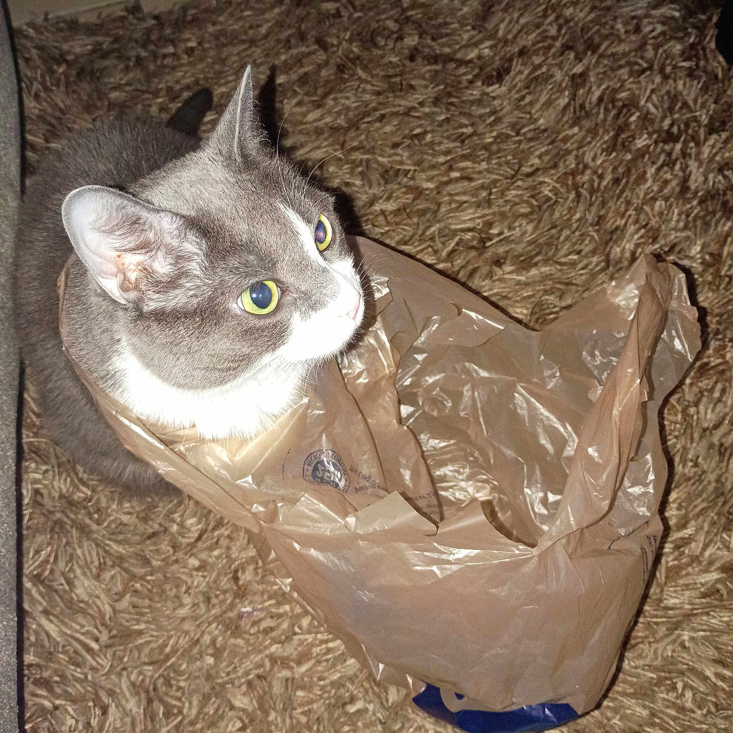 Gracie joined the competition — help win amazing prizes! cat, feline, gray_and_white, pet, animal, sitting, inside_bag, shopping_bag, plastic_bag, wide_eyes, yellow_eyes, whiskers, ears, fur, indoor, carpet, tile_floor, closeup, flash_photography, funny_pose