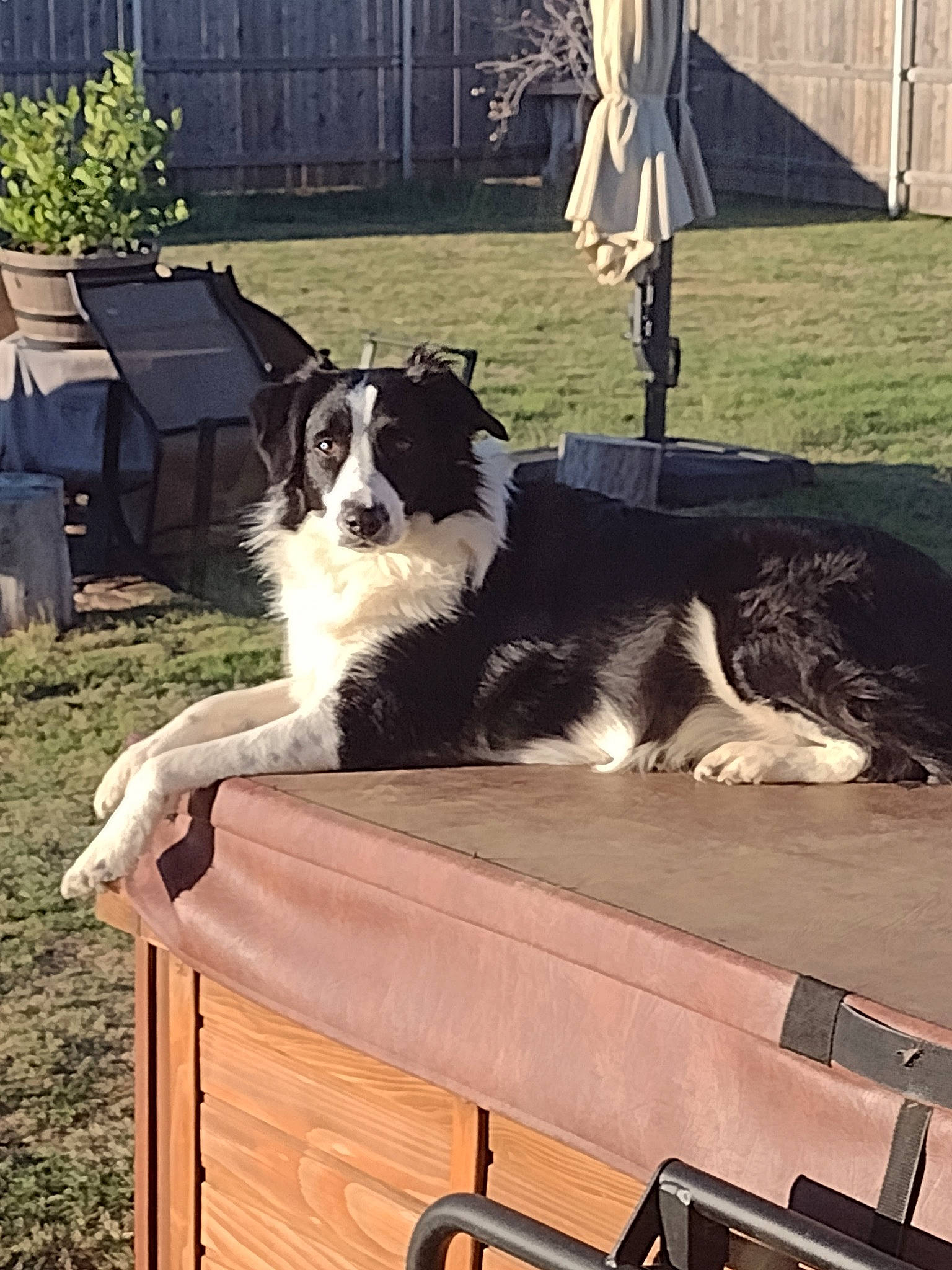 Heidi is registered to the contest to win money with this photo: border_collie, carnivore, companion_dog, dog, dog_breed, flowerpot, grass, hardwood, herding_dog, home, outdoor_furniture, plant, porch, rectangle, shade, table, tints_and_shades, umbrella, wood, yard
