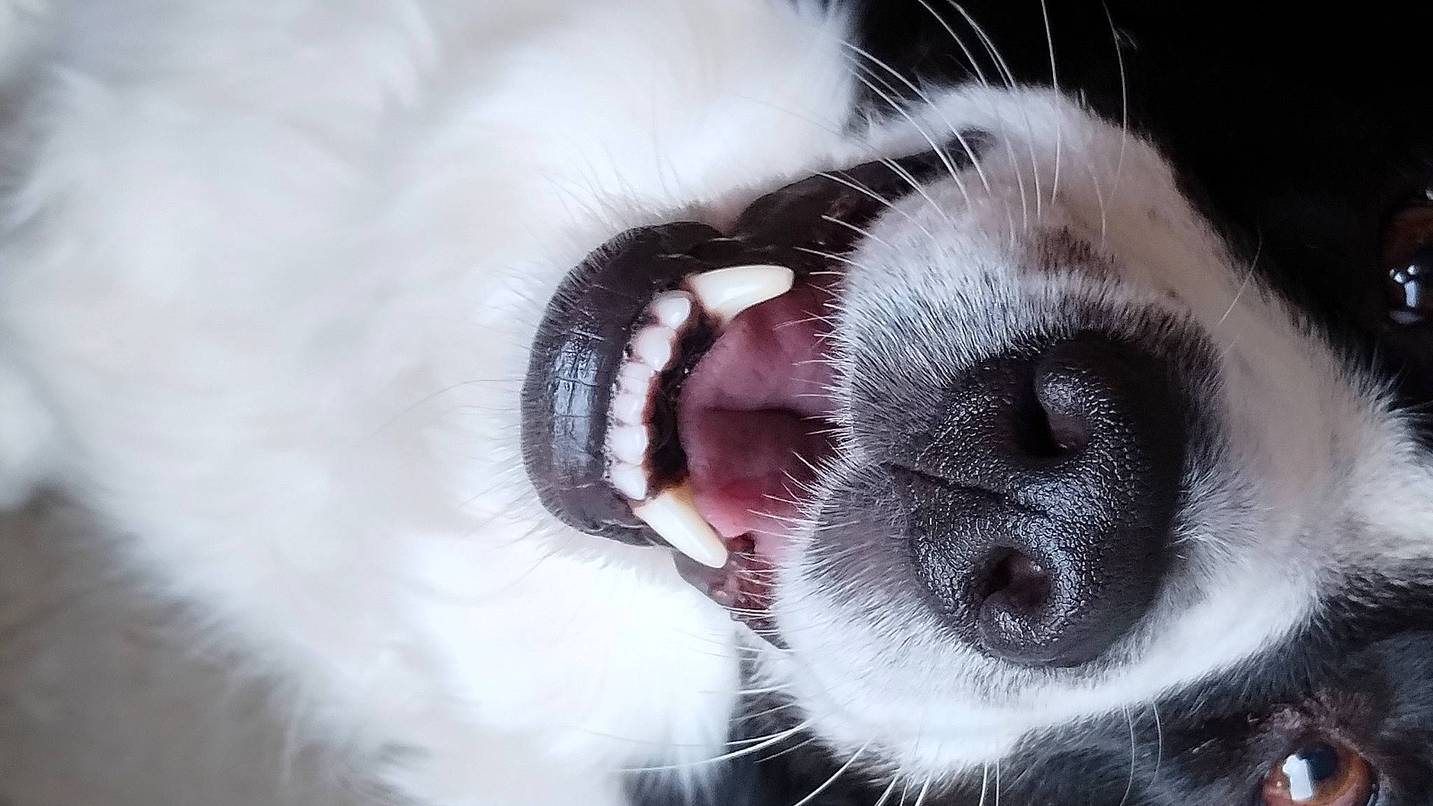 Heidi joined the competition — help win amazing prizes! canidae, carnivore, close_up, companion_dog, dog, dog_breed, ear, eye, eyelash, fang, fur, human_body, jaw, macro_photography, paw, snout, sporting_group, tongue, whiskers, working_animal