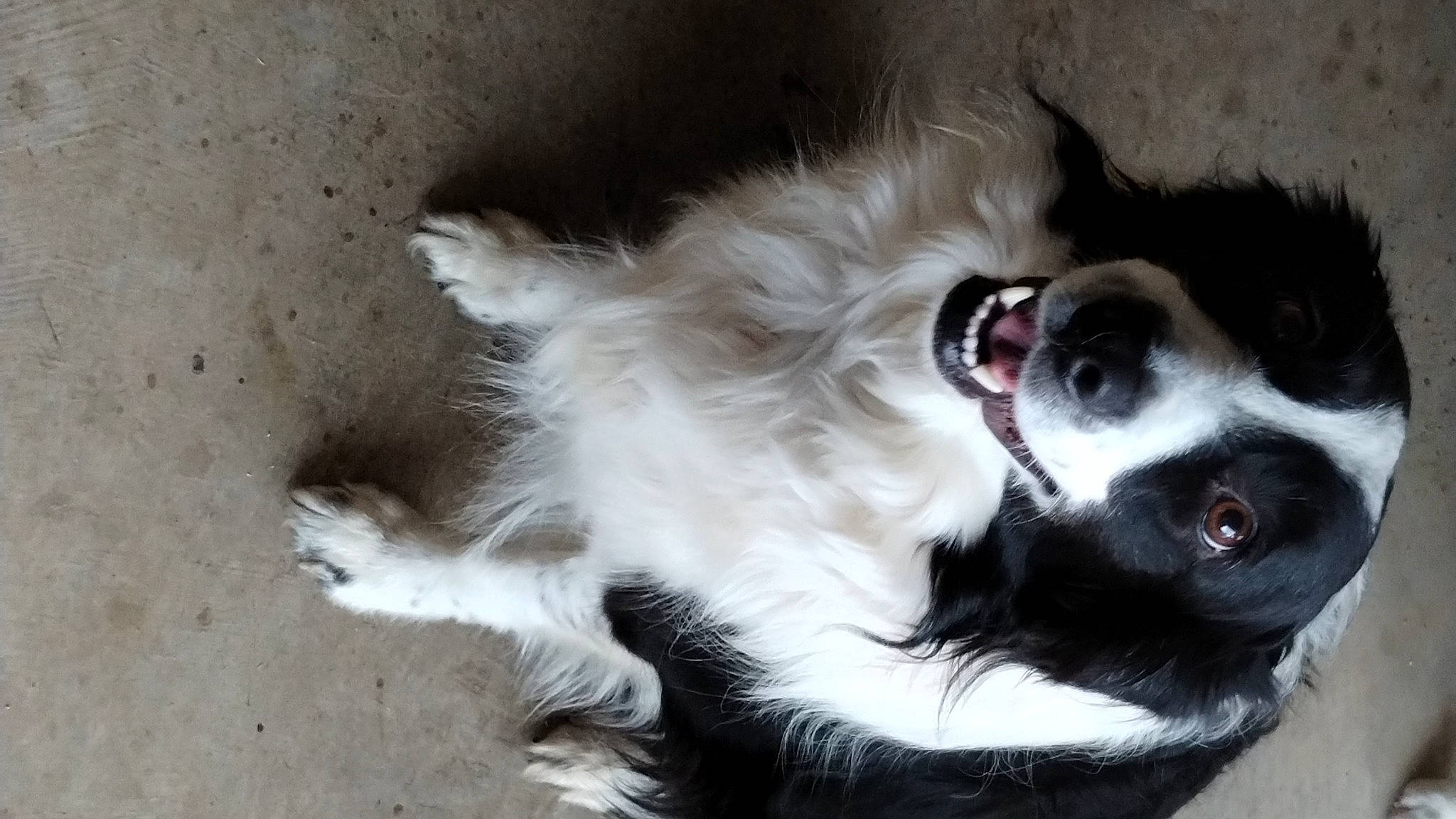 Heidi joined the competition — help win amazing prizes! border_collie, canidae, carnivore, companion_dog, dog, dog_breed, dog_supply, ear, eye, fur, head, liver, paw, puppy, snout, sporting_group, toy_dog, whiskers, working_animal, working_dog
