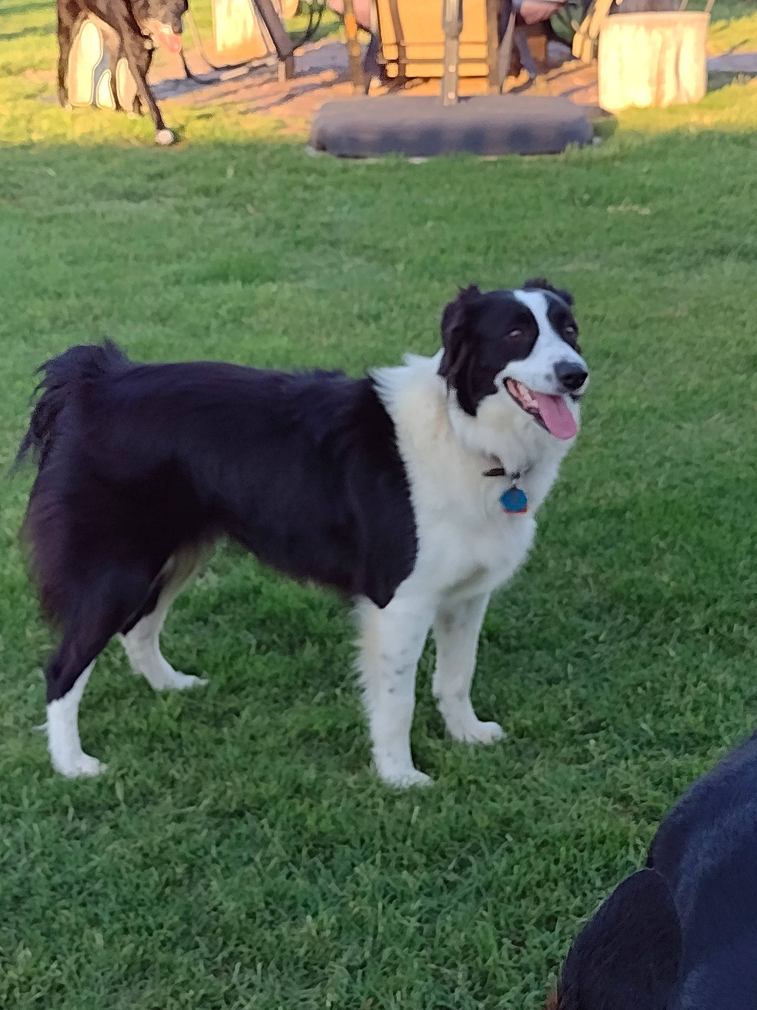 Heidi is registered to the contest to win money with this photo: ancient_dog_breeds, animal_sports, canidae, carnivore, chair, collar, companion_dog, dog, dog_breed, dog_collar, dog_sports, fur, grass, herding_dog, moscow_watchdog, non_sporting_group, plant, tail, working_animal, working_dog