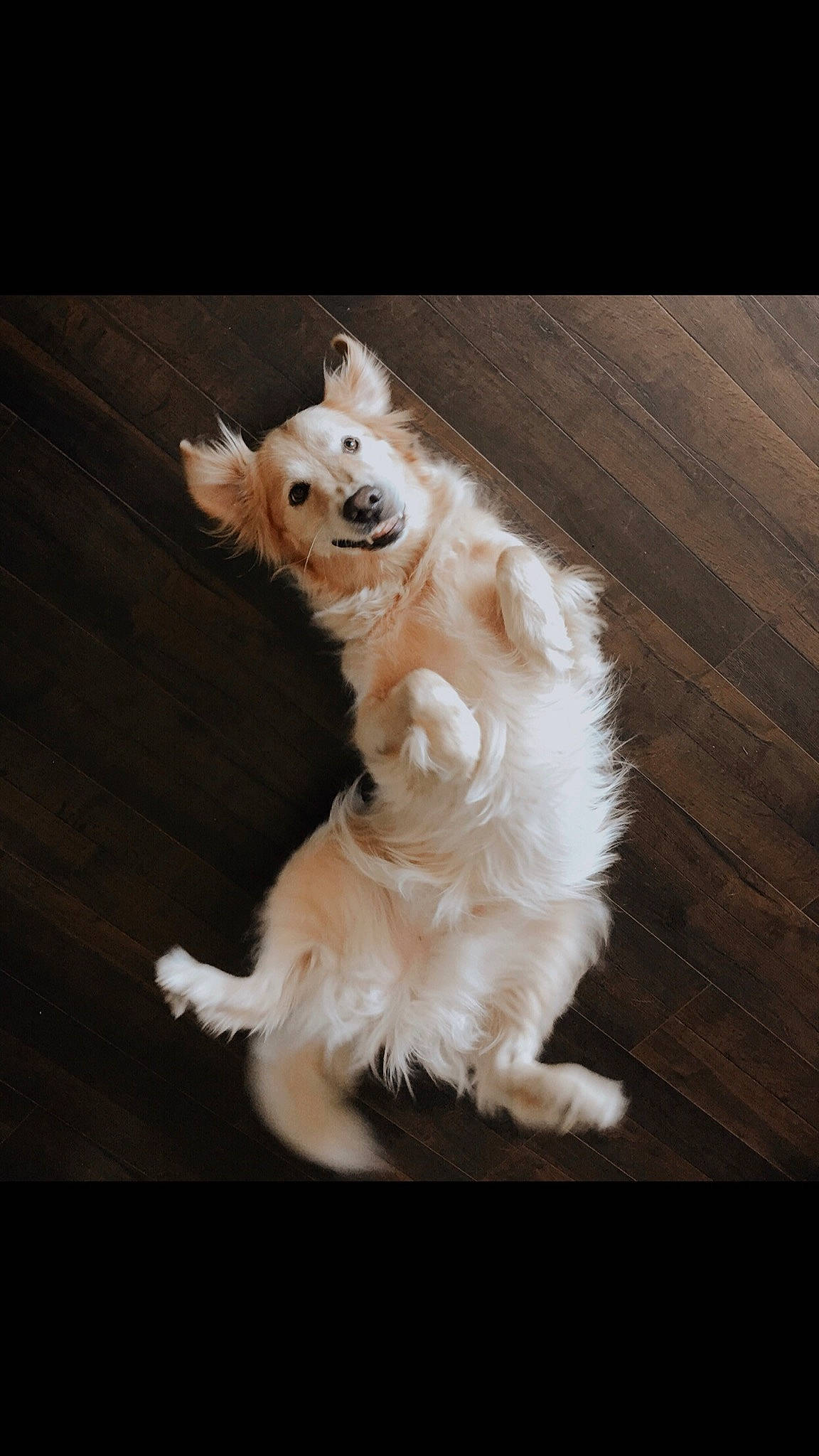 Obi is registered to the contest to win money with this photo: canidae, carnivore, cavachon, companion_dog, dog, dog_breed, fawn, fur, mammal, non_sporting_group, pomeranian, puppy, sporting_group, tail, toy_dog, volpino_italiano, west_highland_white_terrier