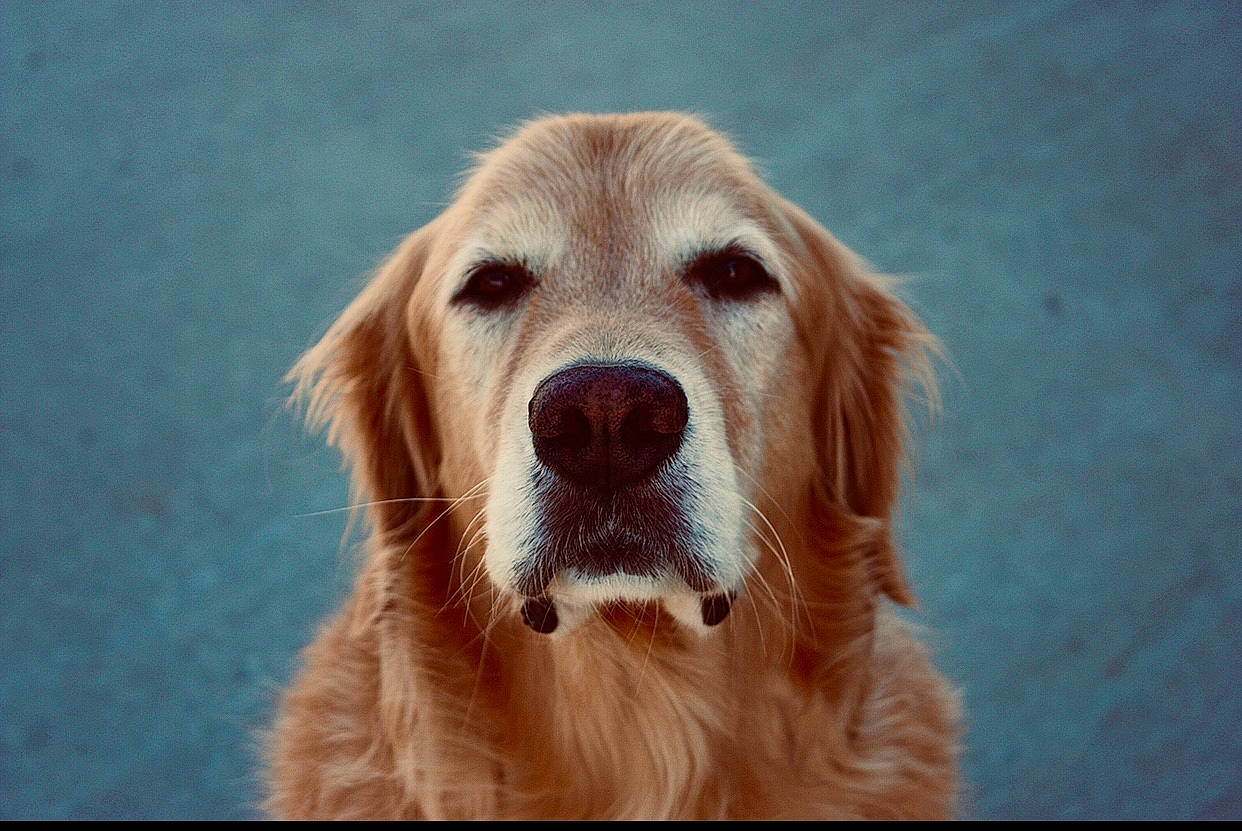 Obi is registered to the contest to win money with this photo: canidae, carnivore, companion_dog, dog, dog_breed, fur, golden_retriever, hovawart, mammal, nose, nova_scotia_duck_tolling_retriever, retriever, snout, sporting_group, vertebrate, whiskers