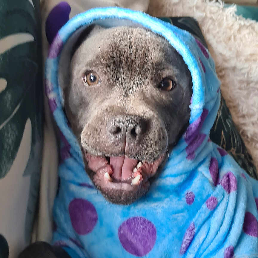 Zuul