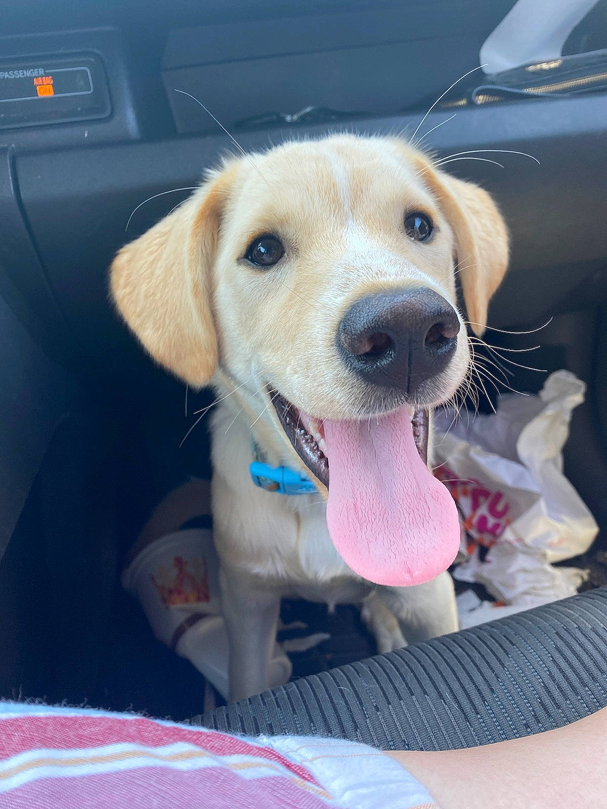 Juniper joined the competition — help win amazing prizes! beagador, canidae, carnivore, companion_dog, dog, dog_breed, fawn, golden_retriever, labrador_retriever, mammal, puppy, rare_breed_dog, retriever, snout, sporting_group, vertebrate