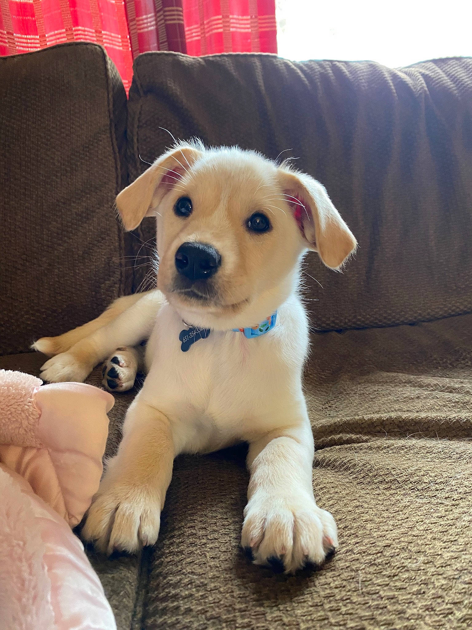 Juniper joined the competition — help win amazing prizes! beagador, canidae, carnivore, companion_dog, dog, dog_breed, fawn, labrador_retriever, mammal, puppy, puppy_love, rare_breed_dog, retriever, small_greek_domestic_dog, snout, sporting_group, vertebrate