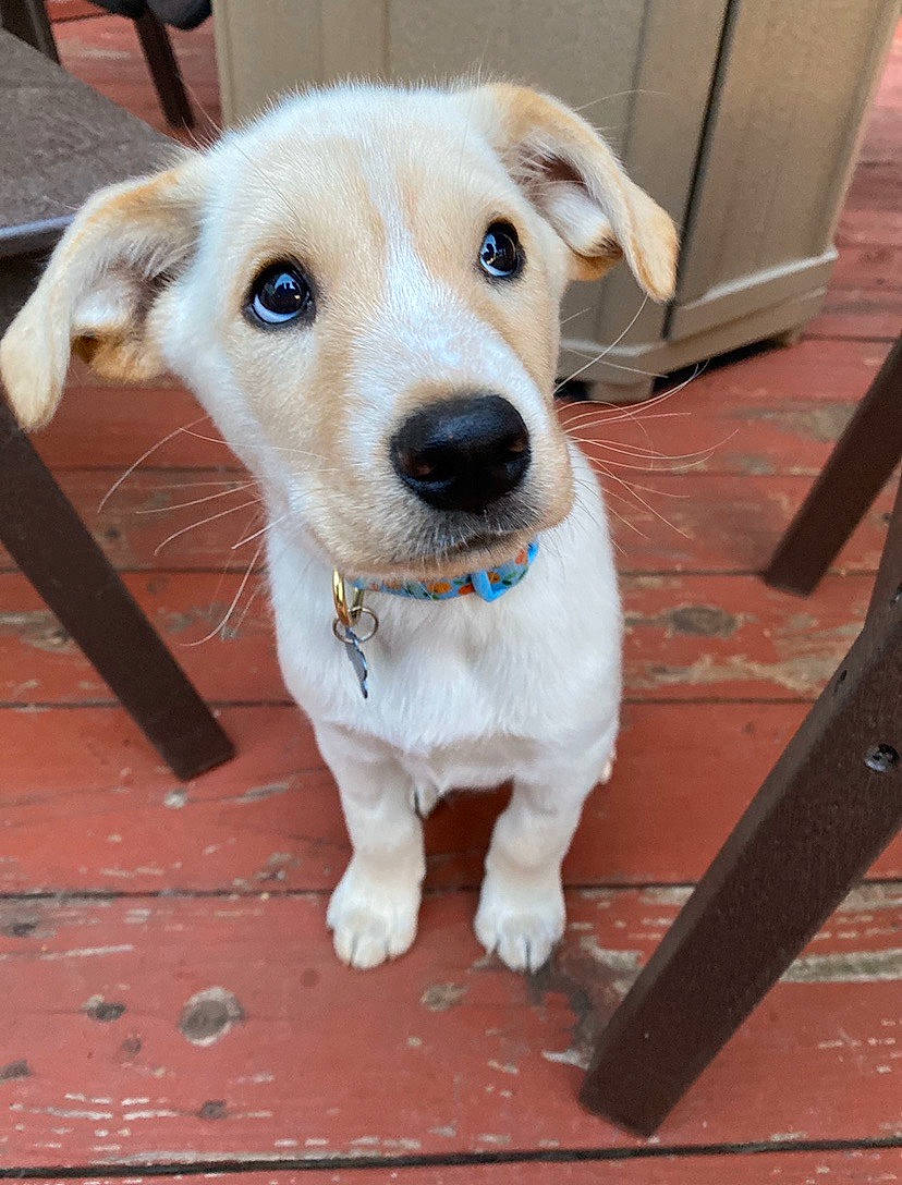 Juniper joined the competition — help win amazing prizes! beagador, canidae, carnivore, companion_dog, dog, dog_breed, fawn, labrador_retriever, mammal, potcake_dog, puppy, rare_breed_dog, retriever, snout, sporting_group, street_dog, vertebrate, whiskers