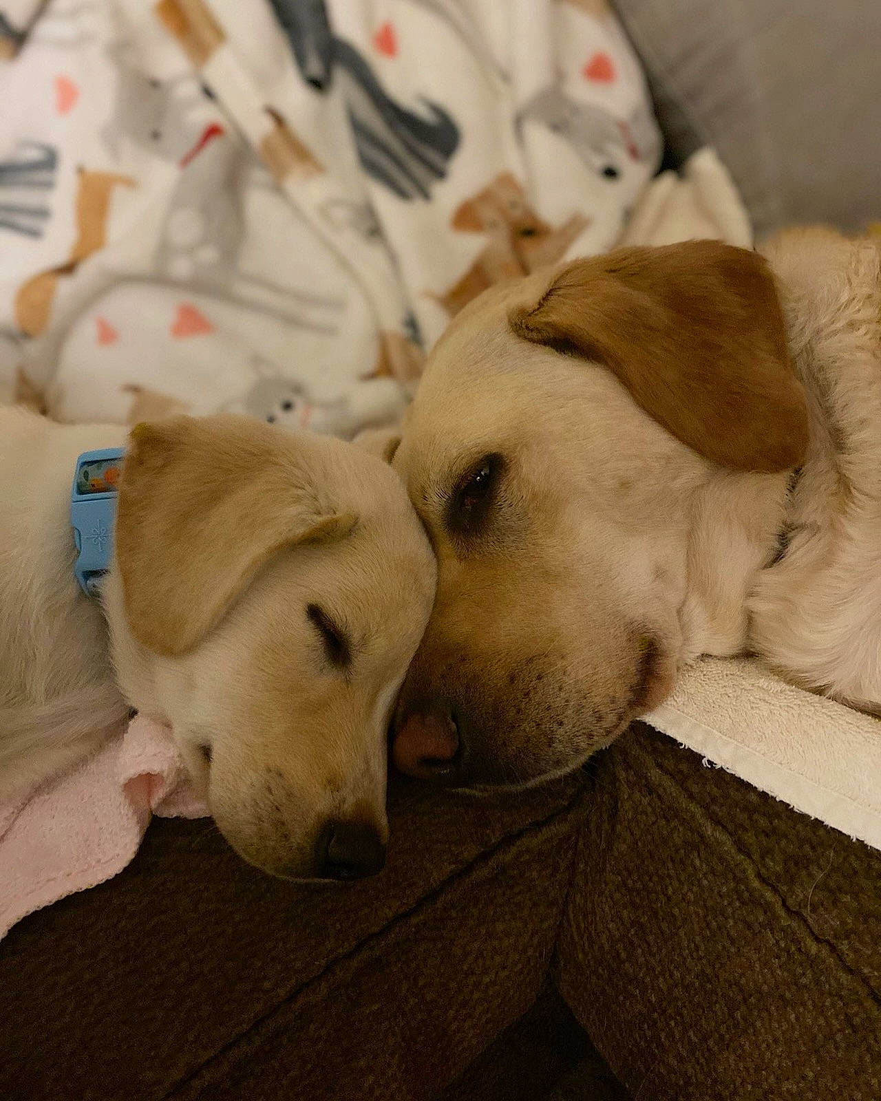 Juniper is registered to the contest to win money with this photo: canidae, carnivore, companion_dog, dog, dog_breed, fawn, labrador_retriever, mammal, paw, puppy, puppy_love, retriever, snout, sporting_group, vertebrate