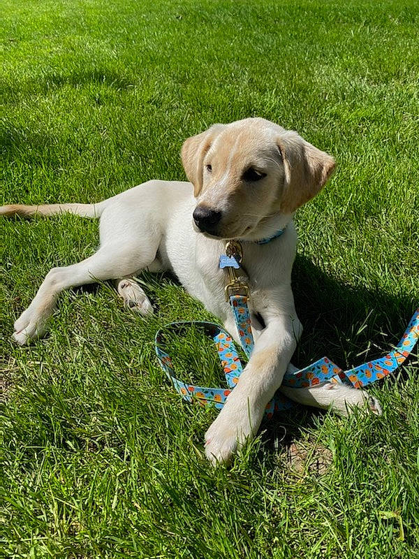 Juniper joined the competition — help win amazing prizes! beagador, canidae, carnivore, companion_dog, dog, dog_breed, fawn, grass, hunting_dog, labrador_retriever, mammal, plant, puppy, rare_breed_dog, retriever, snout, sporting_group, tail, vertebrate