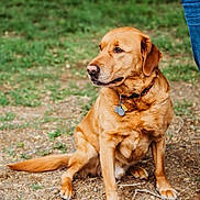 Scooter is registered to the contest to win money with this photo: dog, golden_retriever, sitting, collar, tags, outdoor, grass, dirt, person, jeans, blue_jacket, paw, tail, pet, animal, canine, nature, casual, watching, companion