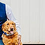 Scooter joined the competition — help win amazing prizes! dog, golden_retriever, grass, person, blue_vest, white_shirt, bow_tie, pet, outdoor, happy, tongue_out, animal, companion, casual, friendly, nature, canine, sitting, human_hand, background