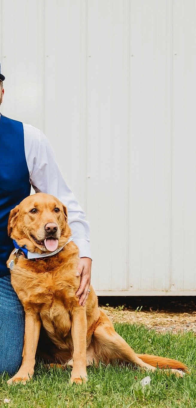 Scooter joined the competition — help win amazing prizes! dog, golden_retriever, grass, person, blue_vest, white_shirt, bow_tie, pet, outdoor, happy, tongue_out, animal, companion, casual, friendly, nature, canine, sitting, human_hand, background