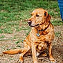 Scooter joined the competition — help win amazing prizes! dog, golden_retriever, sitting, collar, tags, outdoor, grass, dirt, person, jeans, blue_jacket, paw, tail, pet, animal, canine, nature, casual, watching, companion