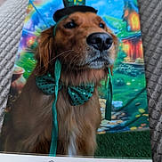 Remy joined the competition — help win amazing prizes! background_scene, bow_tie, close_up, coins, costume, dog, ear, fabric_surface, fantasy_backdrop, golden_retriever, grass, green_hat, handwritten_name, house, nose, pet, portrait, printed_photo, st_patrick, whiskers