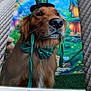 background_scene, bow_tie, close_up, coins, costume, dog, ear, fabric_surface, fantasy_backdrop, golden_retriever, grass, green_hat, handwritten_name, house, nose, pet, portrait, printed_photo, st_patrick, whiskers