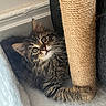 kitten, cat, tabby, scratching_post, fur, whiskers, claws, curious, eyes, indoor, cozy, blanket, corner, wall, pet, animal, young, cute, feline, playing