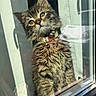 cat, kitten, tabby, fur, collar, bell, window, glass, reflection, sunlight, curious, pet, indoor, animal, cute, young, mammal, whiskers, portrait, feline