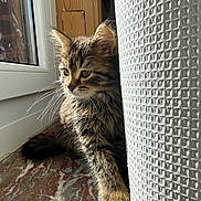 Athena participe au concours pour gagner de l'argent avec cette photo : kitten, cat, tabby, fur, whiskers, windowsill, window, sunlight, marble, curtain, indoor, pet, animal, resting, young, cute, feline, cozy, daylight, texture