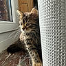 kitten, cat, tabby, fur, whiskers, windowsill, window, sunlight, marble, curtain, indoor, pet, animal, resting, young, cute, feline, cozy, daylight, texture