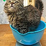 kitten, cat, blue_bowl, digital_scale, wooden_table, indoor, curious, fluffy, pet, animal, feline, closeup, young_cat, domestic, cute, whiskers, tail, eyes, fur, looking_up