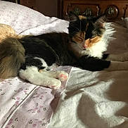 Mia participe au concours pour gagner de l'argent avec cette photo : cat, calico_cat, bed, blanket, pillow, feline, sleeping, cozy, indoor, pet, fur, whiskers, relaxing, animal, soft, domestic, cute, resting, pink_nose, tail