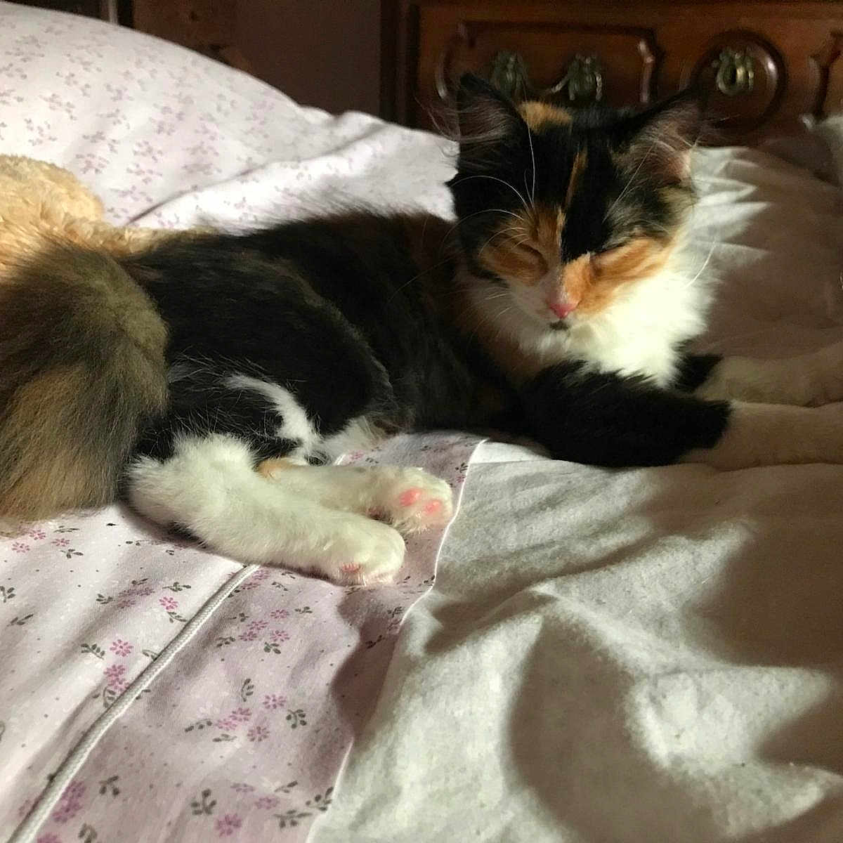 Mia participe au concours pour gagner de l'argent avec cette photo : animal, bed, blanket, calico_cat, cat, cozy, cute, domestic, feline, fur, indoor, pet, pillow, pink_nose, relaxing, resting, sleeping, soft, tail, whiskers