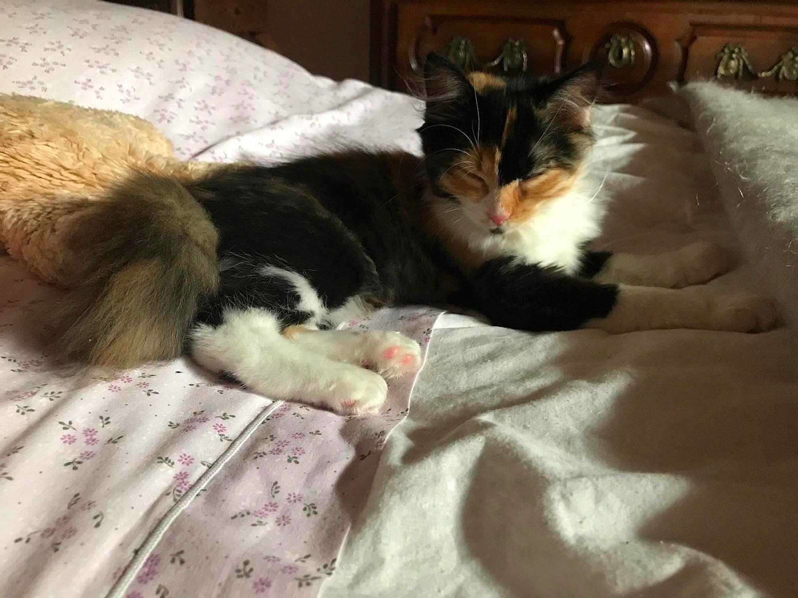 Mia participe au concours pour gagner de l'argent avec cette photo : cat, calico_cat, bed, blanket, pillow, feline, sleeping, cozy, indoor, pet, fur, whiskers, relaxing, animal, soft, domestic, cute, resting, pink_nose, tail