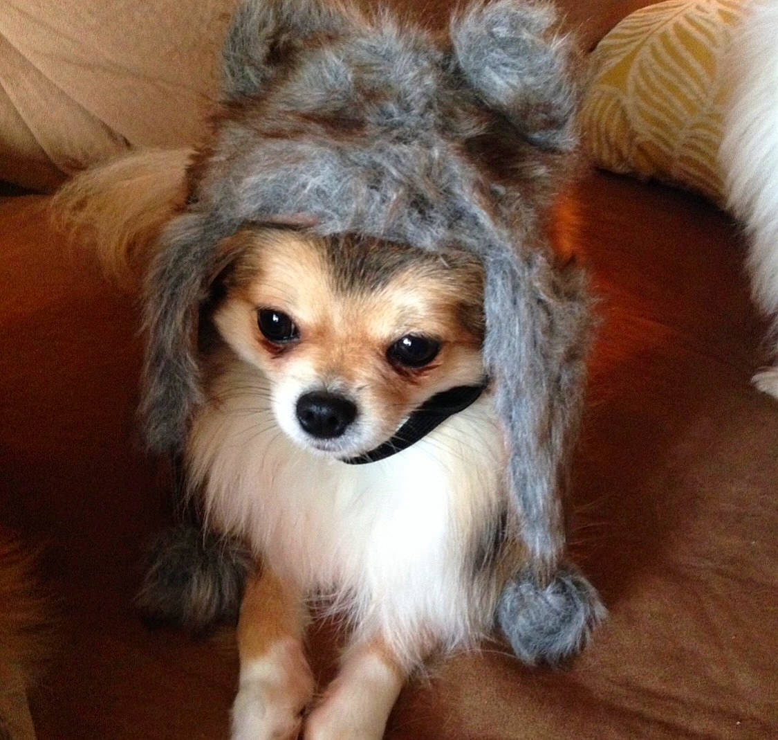 Pooka joined the competition — help win amazing prizes! canidae, carnivore, companion_dog, corgi_chihuahua, dog, dog_breed, dog_supply, fawn, fur, german_spitz, liver, non_sporting_group, puppy, snout, spaniel, sporting_group, toy_dog, whiskers, wood, working_animal