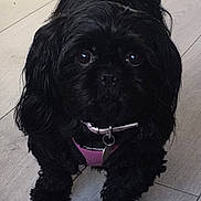 Poppy is registered to the contest to win money with this photo: dog, black_dog, small_dog, pet, animal, curly_fur, pink_harness, floor, wooden_floor, indoor, close_up, cute, fluffy, standing, collar, leash, domestic_animal, companion, friendly, canine