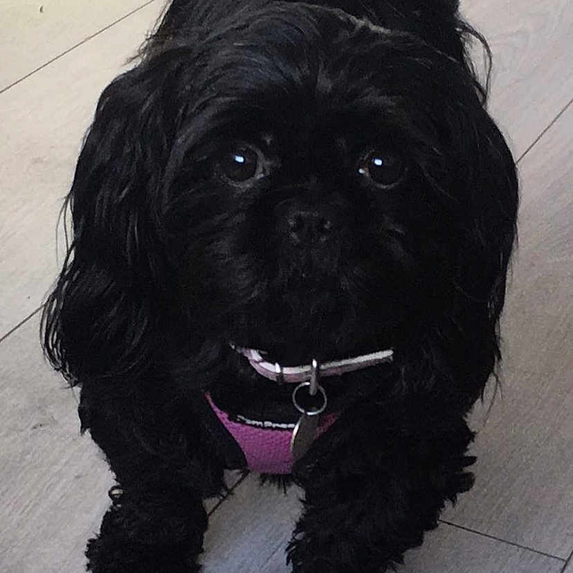 Poppy is registered to the contest to win money with this photo: animal, black_dog, canine, close_up, collar, companion, curly_fur, cute, dog, domestic_animal, floor, fluffy, friendly, indoor, leash, pet, pink_harness, small_dog, standing, wooden_floor