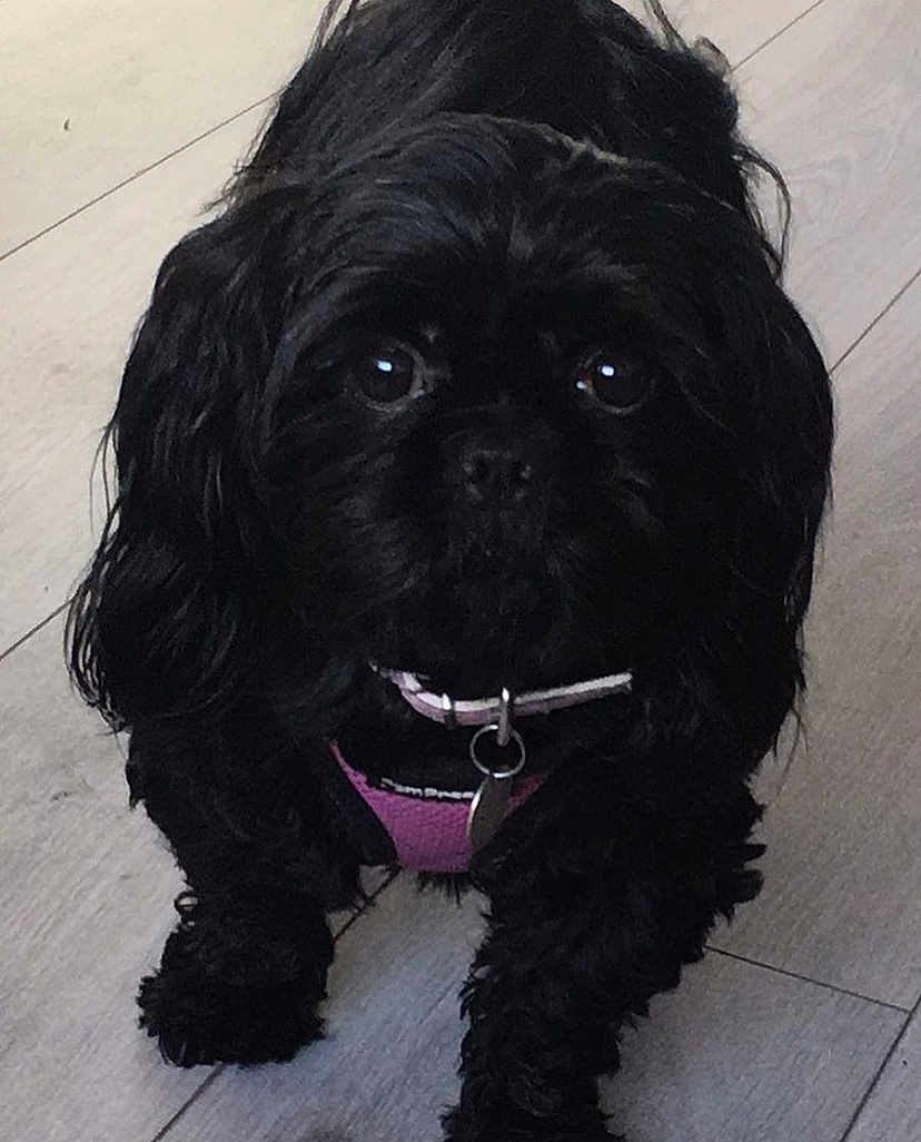 Poppy is registered to the contest to win money with this photo: dog, black_dog, small_dog, pet, animal, curly_fur, pink_harness, floor, wooden_floor, indoor, close_up, cute, fluffy, standing, collar, leash, domestic_animal, companion, friendly, canine