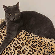 Grisouille a rejoint le concours — aidez-le/la à gagner de superbes lots ! cat, gray_cat, leopard_print, blanket, feline, pet, animal, indoor, resting, cute, fur, whiskers, ears, eyes, paw, stretching, cozy, domestic, mammal, relaxed