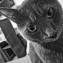Grisouille participe au concours pour gagner de l'argent avec cette photo : cat, close_up, black_and_white, pet, feline, indoor, curious, whiskers, face, ears, eyes, fur, animal, portrait, domestic, looking, head_tilt, soft_light, blurred_background, closeup