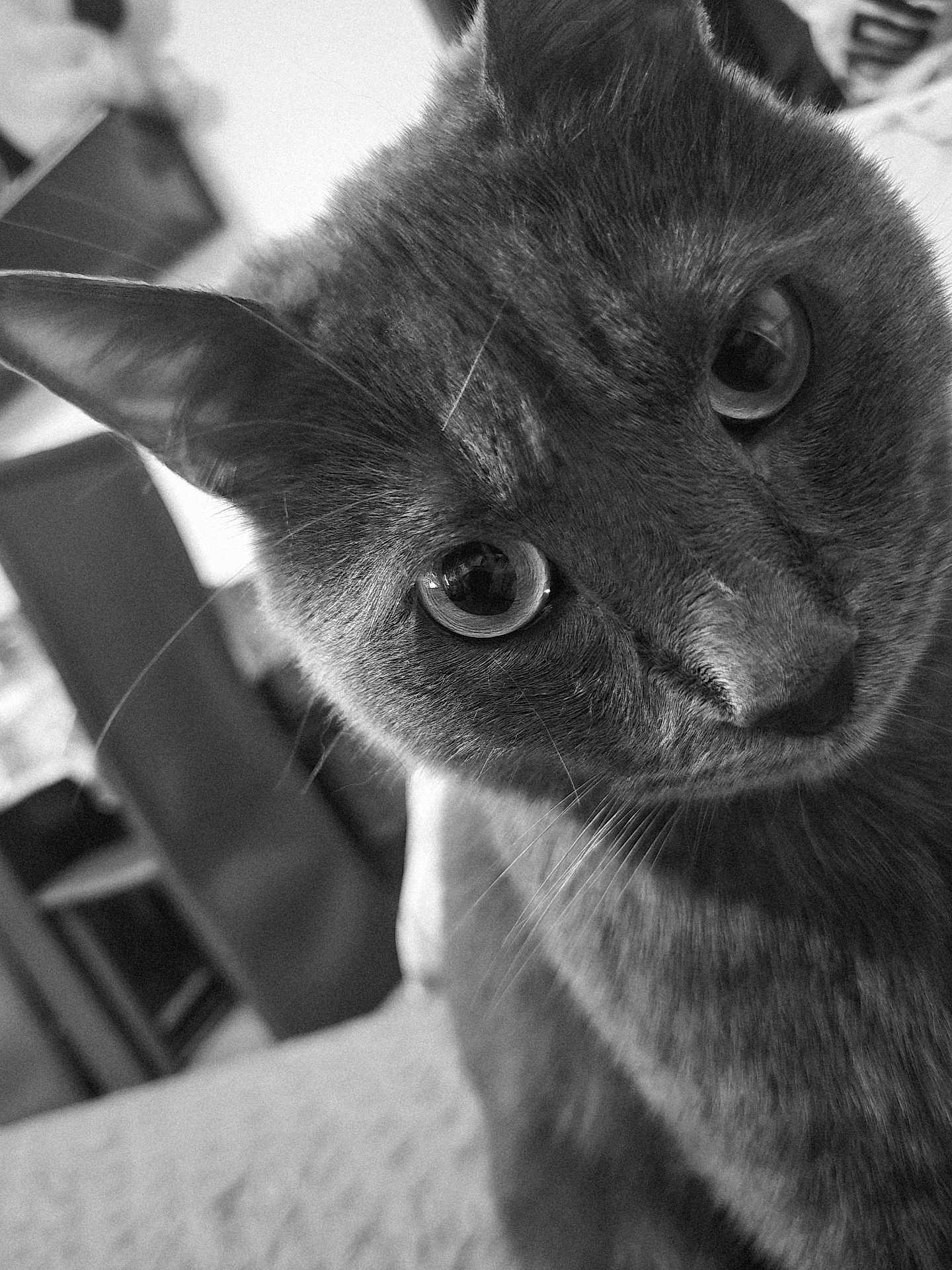 Grisouille participe au concours pour gagner de l'argent avec cette photo : cat, close_up, black_and_white, pet, feline, indoor, curious, whiskers, face, ears, eyes, fur, animal, portrait, domestic, looking, head_tilt, soft_light, blurred_background, closeup